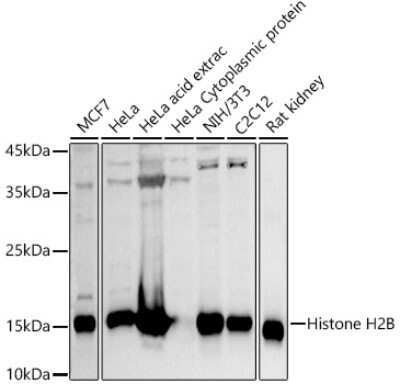 Western Blot: Histone H2B type 2E AntibodyAzide and BSA Free [NBP3-03254]